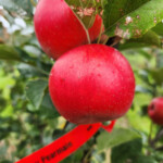 Cherry Pearmain Cherry Pearmain