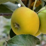 Court Pendu Plat Court Pendu Plat