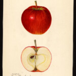 Early Strawberry Early Strawberry