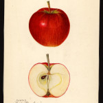 Early Strawberry Early Strawberry