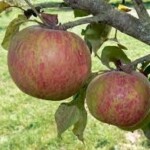 Fillbarrel Fillbarrel