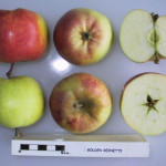 Golden Reinette Golden Reinette