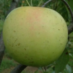 Golden Sweet Golden Sweet