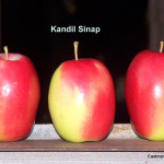 Kandil Sinap Kandil Sinap