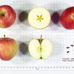 Kidd's Orange Red Kidd's Orange Red