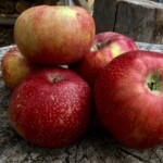 King of Tompkins County King of Tompkins County