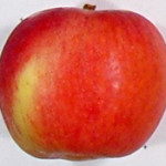 Laxton's Fortune Laxton's Fortune