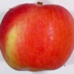 Laxton's Fortune Laxton's Fortune