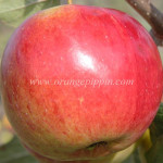 Laxton's Reward Laxton's Reward