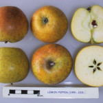 Lemon Pippin Lemon Pippin