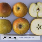 Lemon Pippin Lemon Pippin