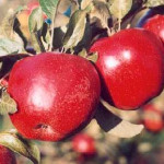 Opalescent Opalescent