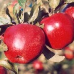 Opalescent Opalescent