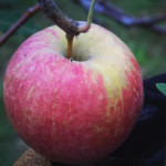 Pierce Pasture Pierce Pasture