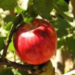 Red Berlepsch Red Berlepsch