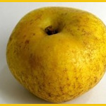 Reinette Canada Reinette Canada