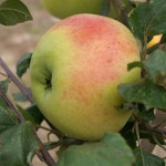 Royal Jubilee Royal Jubilee