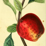 Scarlet Pearmain Scarlet Pearmain