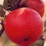 Worcester Pearmain Worcester Pearmain