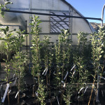 Heritage Apple Trees Heritage Apple Trees