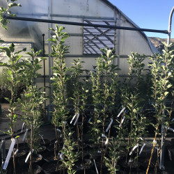 Heritage Apple Trees Heritage Apple Trees