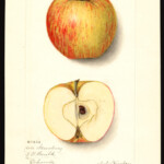 Late/Autumn Strawberry Late/Autumn Strawberry