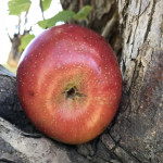 Heritage Orchard Conference