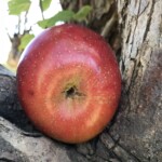 Heritage Orchard Conference