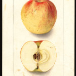 Magog Red Streak Magog Red Streak