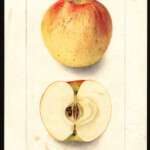 Magog Red Streak Magog Red Streak