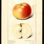 Maiden Blush Maiden Blush