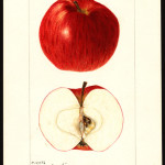 Ohio Nonpareil Ohio Nonpareil