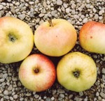 Teign Harvey: photo credits Berdwode Fruit Trees, UK Teign Harvey