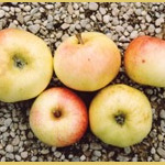 Teign Harvey: photo credits Berdwode Fruit Trees, UK Teign Harvey