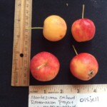 Transcendent Crab Transcendent Crab