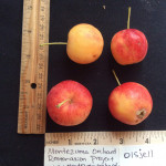 Transcendent Crab Transcendent Crab