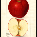 Stayman Winesap Stayman Winesap