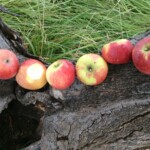 Collins/Champion Collins/Champion