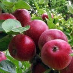 Red Winter Pearmain Red Winter Pearmain