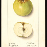 Early Harvest Early Harvest