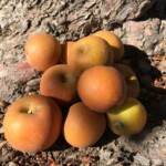 Colorado Russet photo of Colorado Russet apple