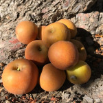 Colorado Russet photo of Colorado Russet apple