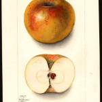 Huntsman Favorite Huntsman Favorite