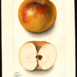 Huntsman Favorite Huntsman Favorite