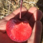 Dolores River Sorbet