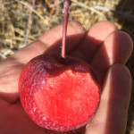 Dolores River Sorbet