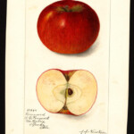 Kinnards Choice Kinnards Choice