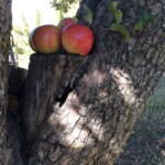 Missouri Pippin Missouri Pippin