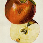 Okabena photo of Okabena apple