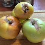 bold orange group aka Shrek photo of Shrek apple